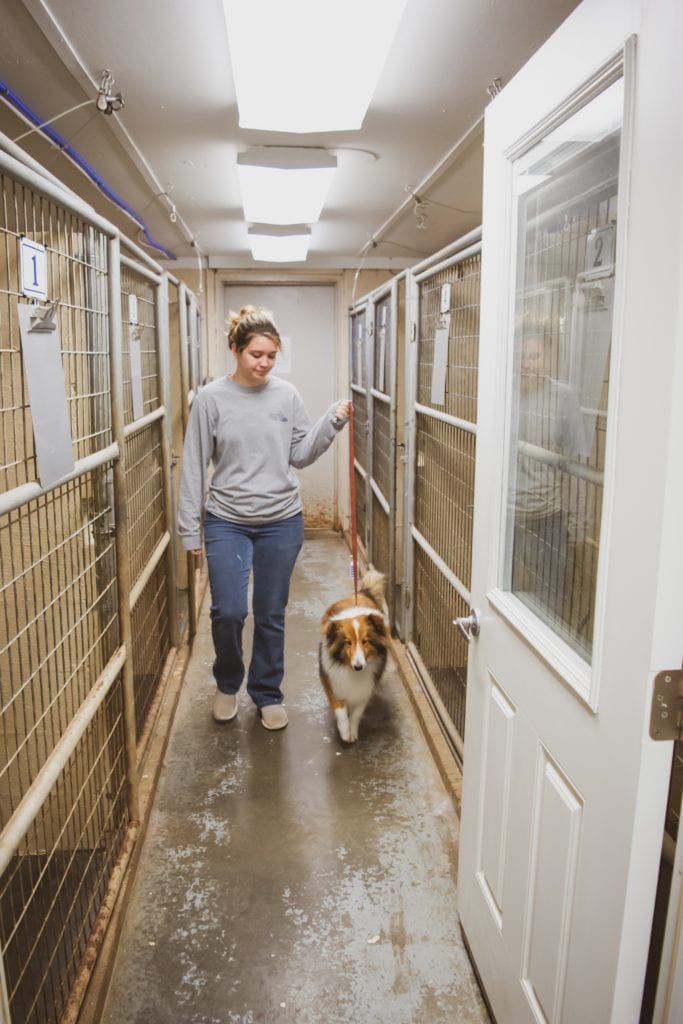 Cat and Dog Boarding in Bowling Green, KY Southcentral Veterinary