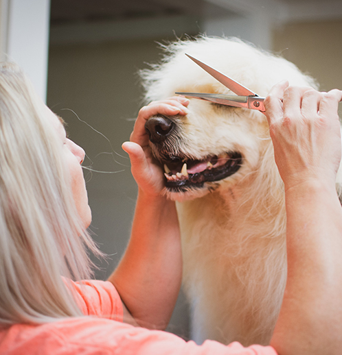 Pet Grooming for Dogs in Bowling Green, KY