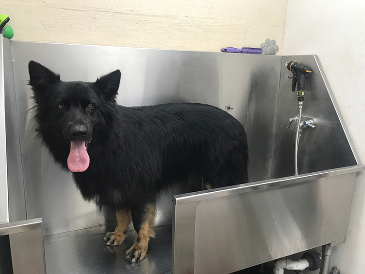 dog bath