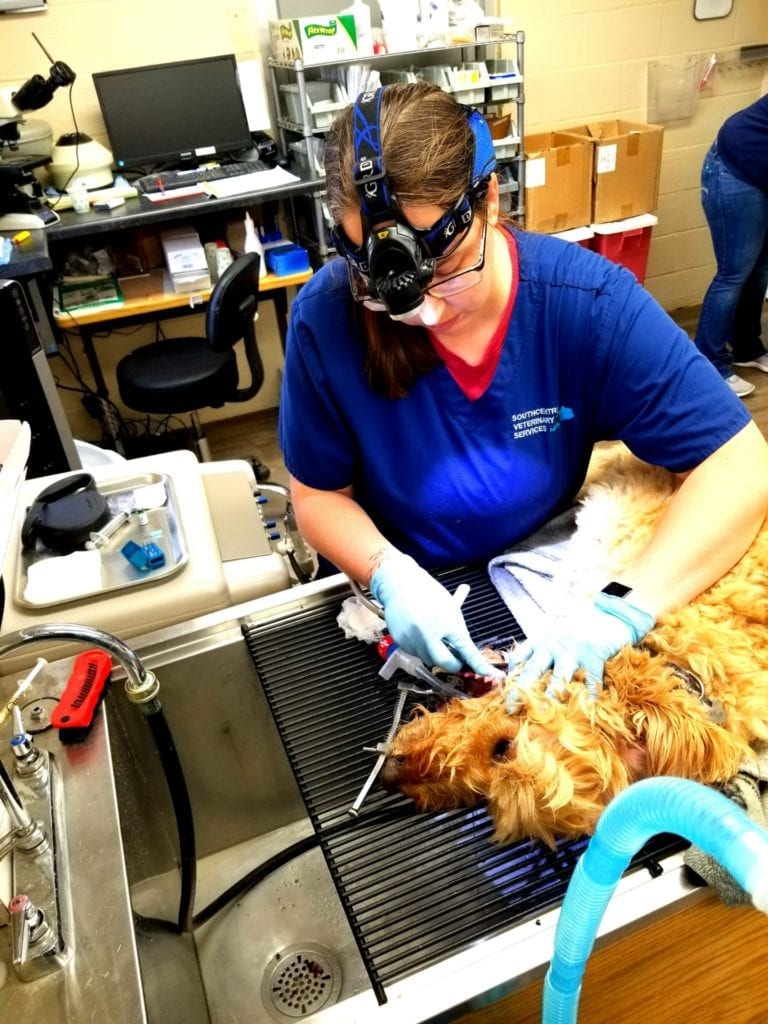 dog-and-cat-teeth-cleaning-in-bowling-green-ky-southcentral