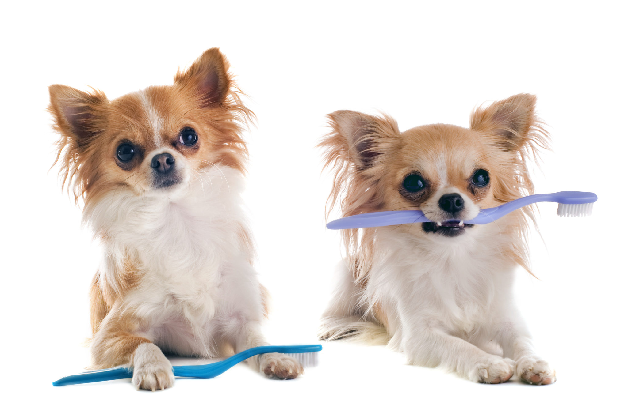 Dog Teeth Cleaning in Bowling Green, KY