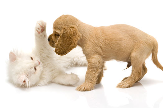 Cat and Dog Vaccinations in Bowling Green, KY