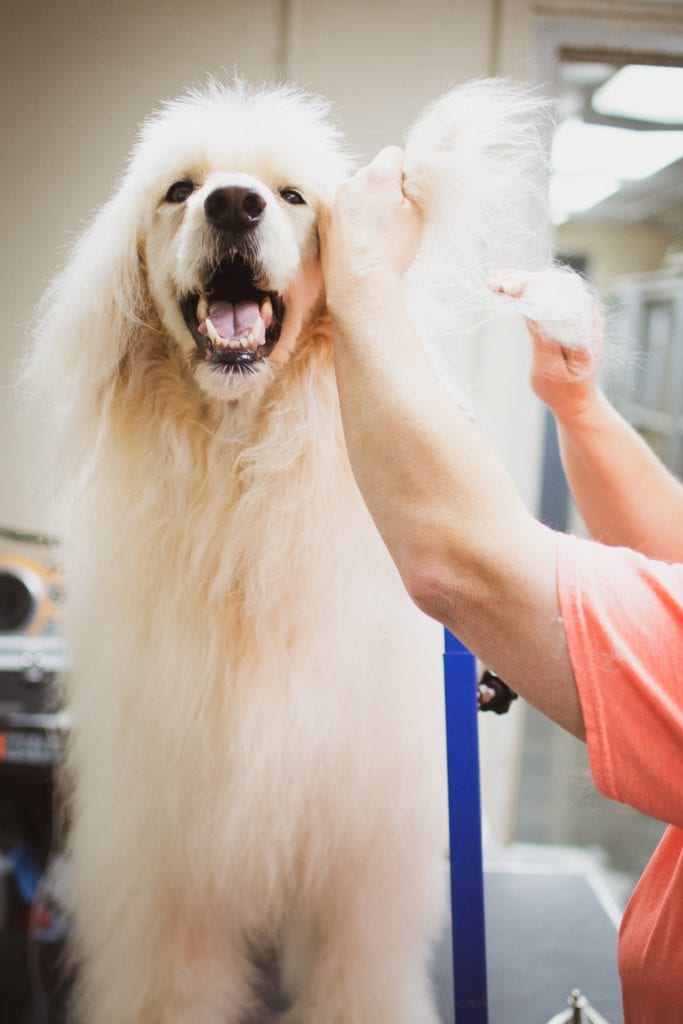 Pet Grooming for Dogs and Cats in Bowling Green, KY Southcentral