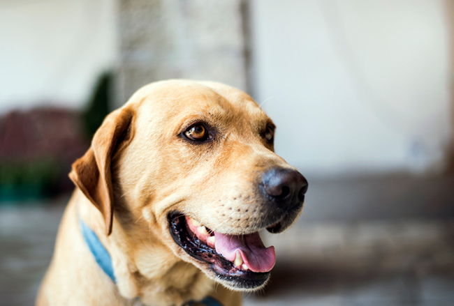 What Causes Bad Dog Breath for Bowling Green, KY Dog Owners ...