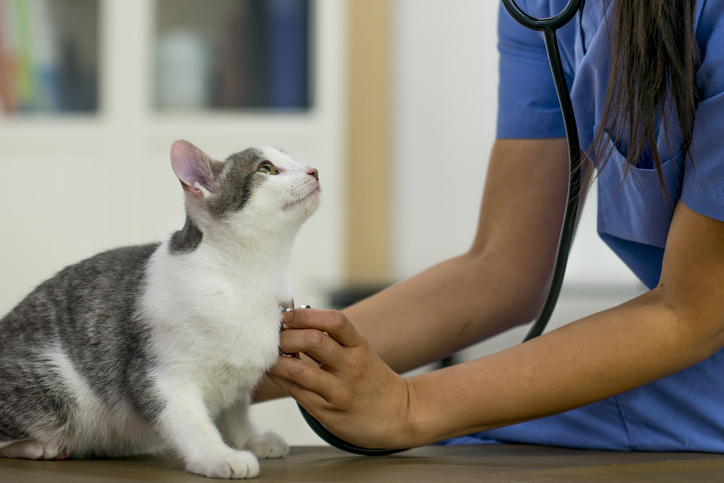 How Do You Know If A Cat Has Heart Failure