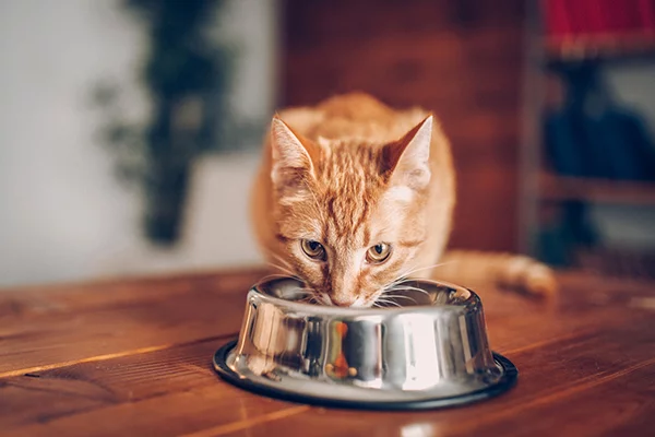 Cat constantly begs for food best sale