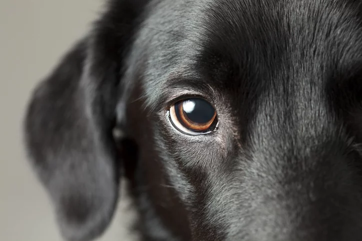 dry eye in dogs