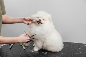 dog grooming in bowling green ky 