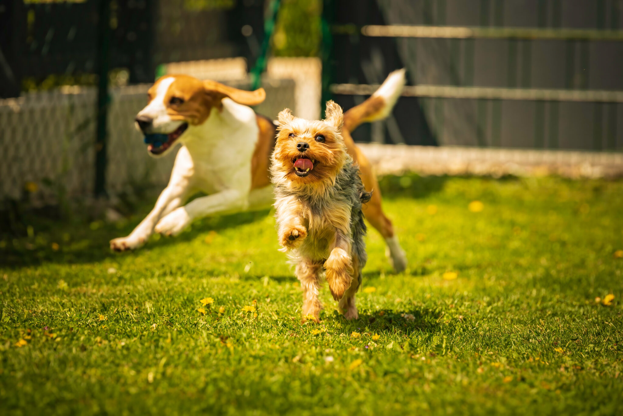 10 Dog Park Safety Tips What To Know Before You Go Southcentral 