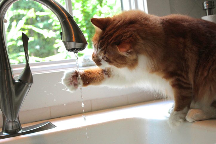 signs to tell cat dehydrated