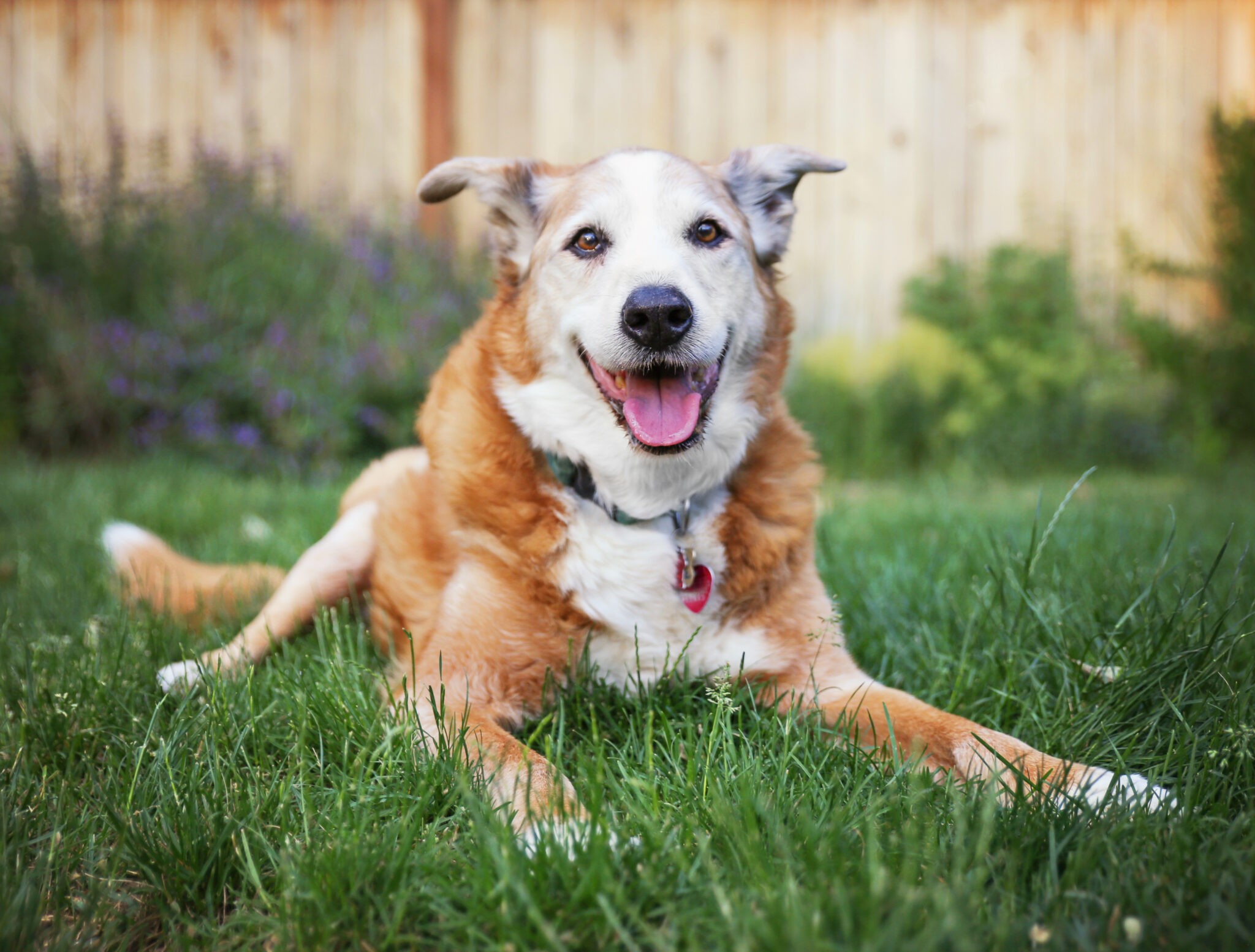 Dog Arthritis What it is, Pain Management and How Librela Helps