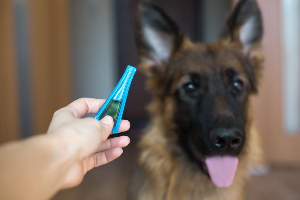 flea and tick prevention in dogs