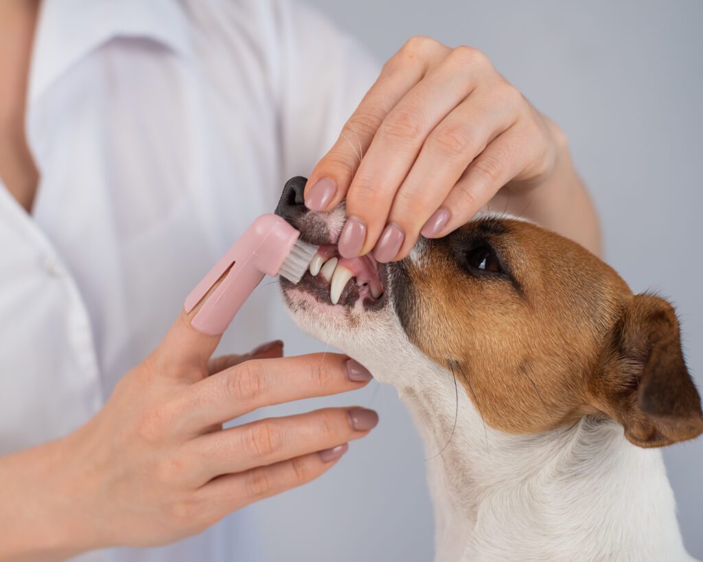 dog getting their teeth brushed
