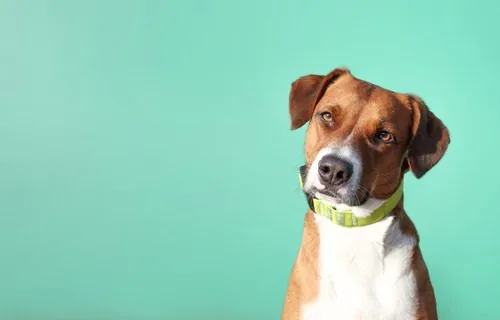 brown-and-white-dog-with-head-tilt-against-aqua-colored-background