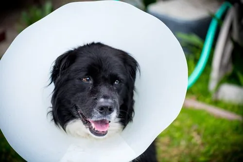 happy-dog-wearing-medical-cone