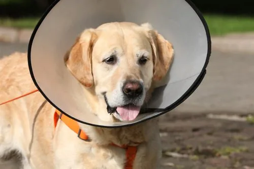 Labrador-Retriever-dog-wearing-Elizabethan-collar-outdoors