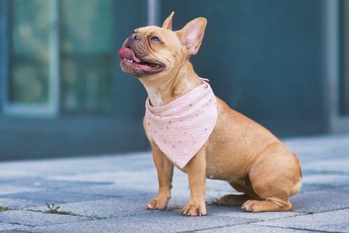 French-bulldog-sitting-and-panting-with-a-pink-bandana-around-its-neck