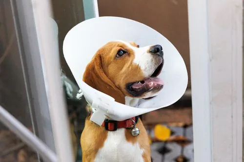 beagle-dog-wearing-cone-after-surgery