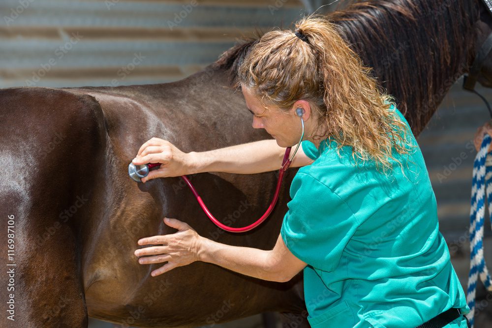 gastric ulcers in horses