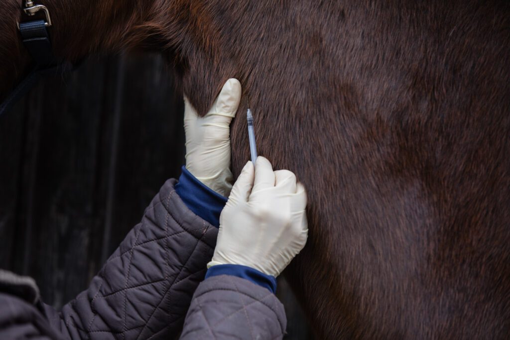 equine vaccines
