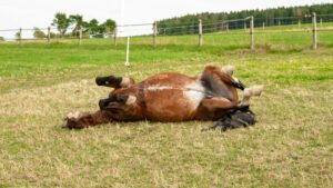 colic in horses