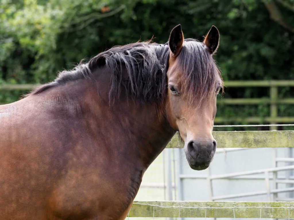 overweight horse