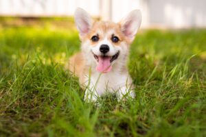 importance of heartworm protection