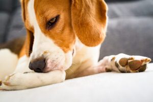 dog itching paw