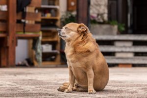 overweight dog