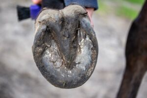 horse hoof