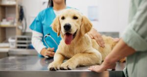 pet insurance