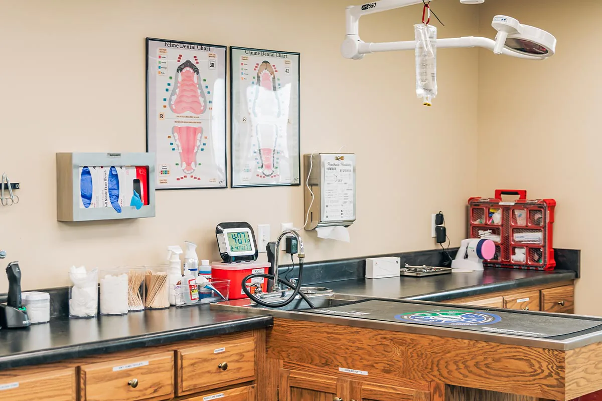 dental cleaning area with dental posters on walls