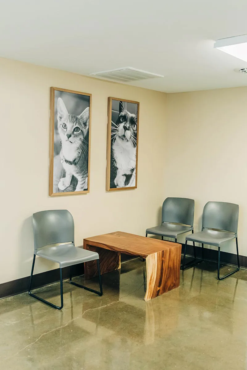waiting area with chairs and black and white photos of cats on walls