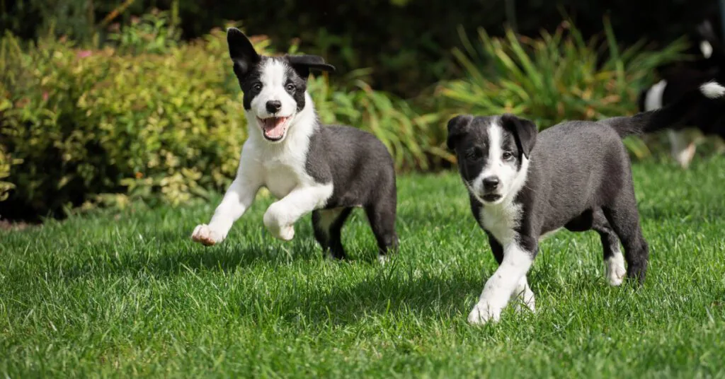 two black and white puppies playing outside