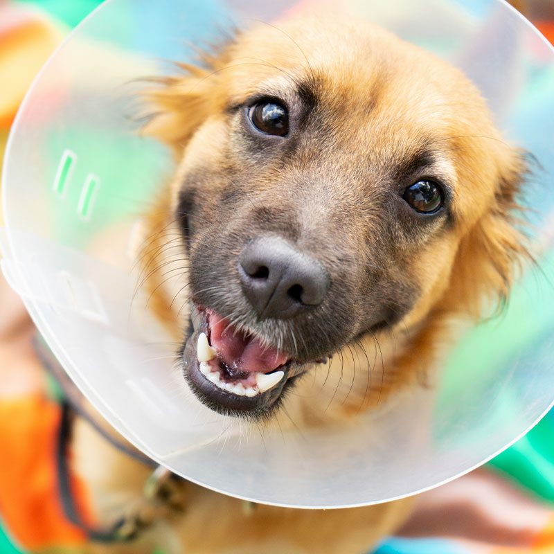 happy dog standing on colorful blanket wearing plastic cone around neck