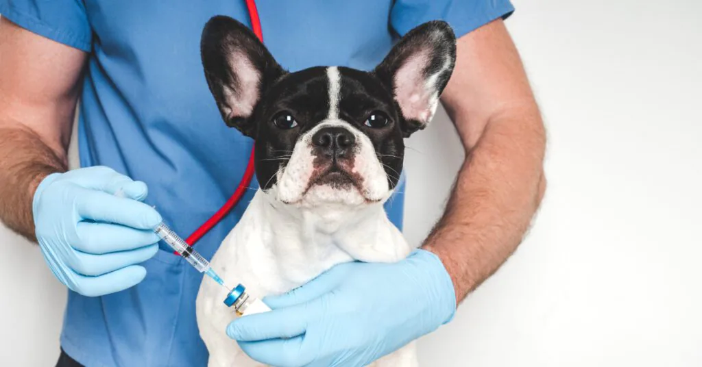 male vet holding french bulldog and a syringe