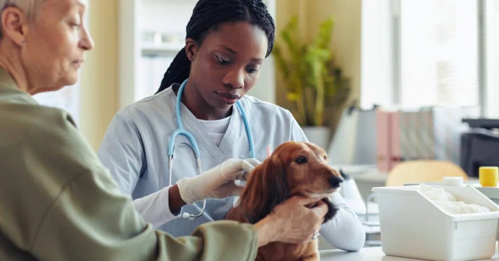 senior dog with owner during a vet appointment