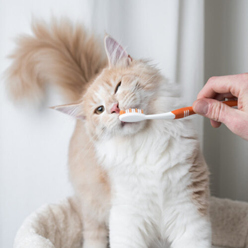 Cat Teeth Cleaning in Bowling Green, KY